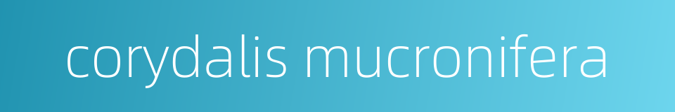 corydalis mucronifera的同义词