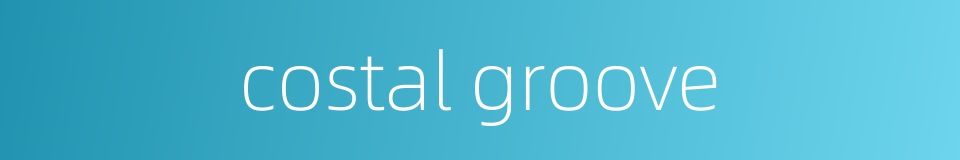 costal groove的同义词