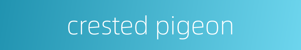 crested pigeon的同义词