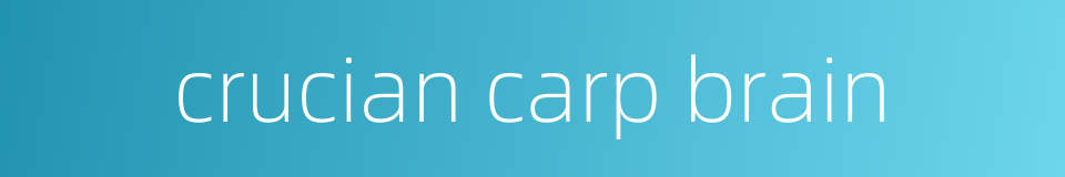 crucian carp brain的同义词