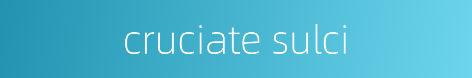 cruciate sulci的同义词