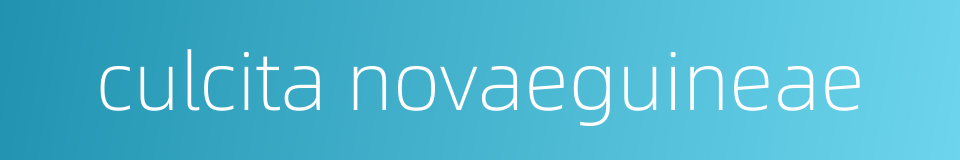 culcita novaeguineae的同义词