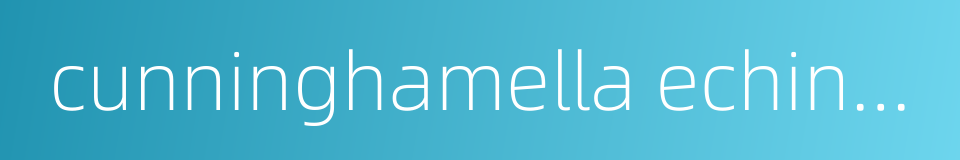 cunninghamella echinulata的同义词