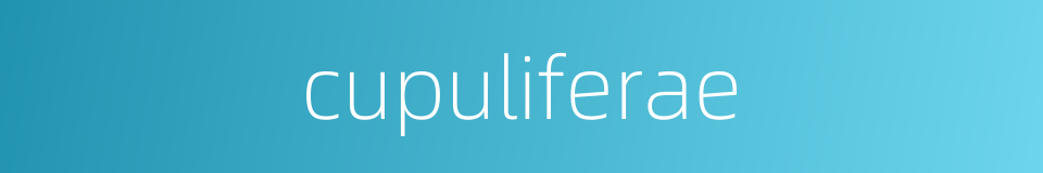 cupuliferae的同义词