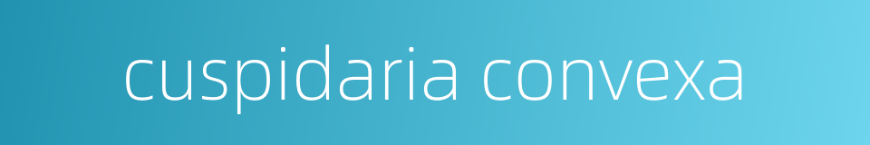 cuspidaria convexa的同义词