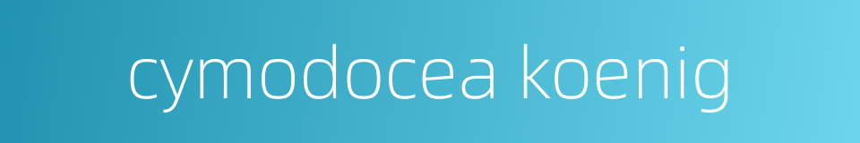cymodocea koenig的同义词