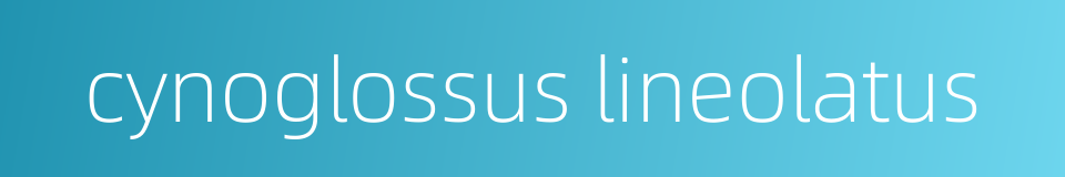 cynoglossus lineolatus的同义词