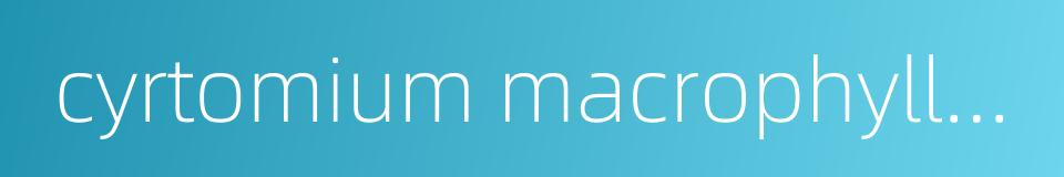 cyrtomium macrophyllum tagawa的同义词