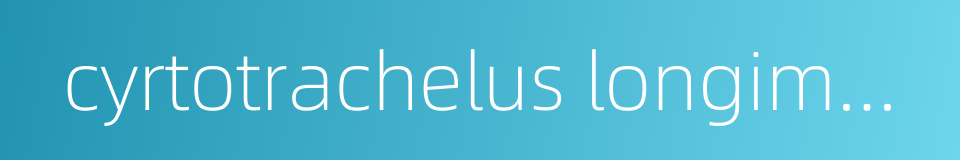 cyrtotrachelus longimanus的同义词