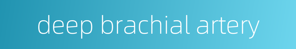 deep brachial artery的同义词