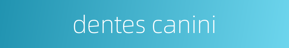 dentes canini的同义词