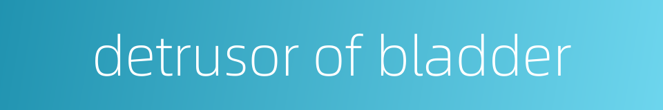 detrusor of bladder的同义词
