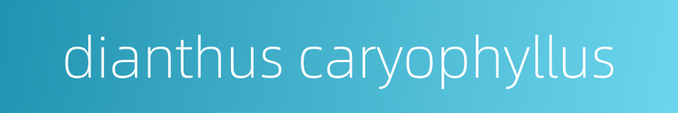 dianthus caryophyllus的同义词