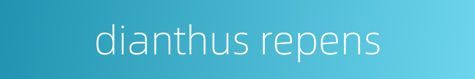 dianthus repens的同义词