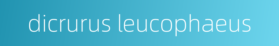 dicrurus leucophaeus的同义词