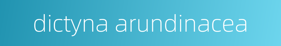 dictyna arundinacea的同义词
