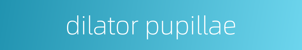 dilator pupillae的同义词