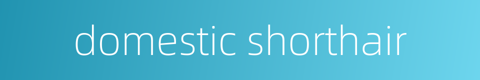 domestic shorthair的同义词