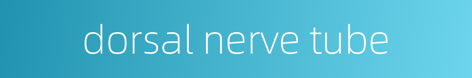 dorsal nerve tube的同义词