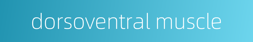dorsoventral muscle的同义词