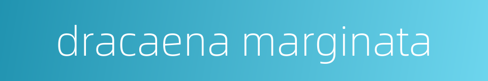 dracaena marginata的同义词
