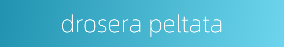 drosera peltata的同义词