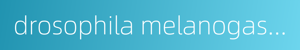 drosophila melanogaster的同义词