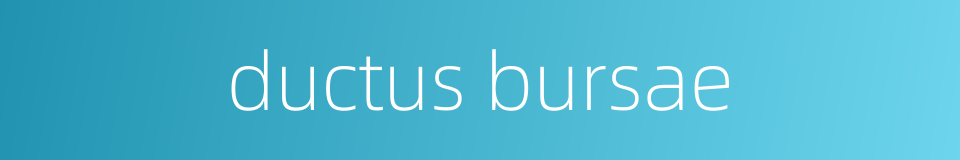 ductus bursae的同义词