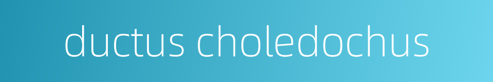 ductus choledochus的同义词