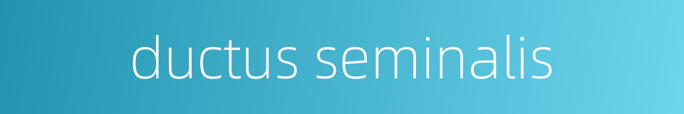 ductus seminalis的同义词