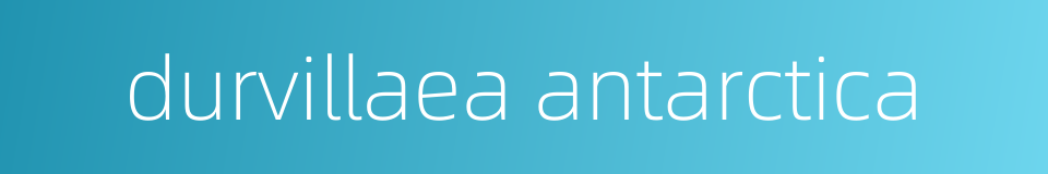 durvillaea antarctica的同义词