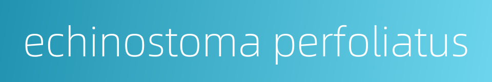 echinostoma perfoliatus的同义词