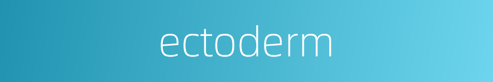 ectoderm的同义词