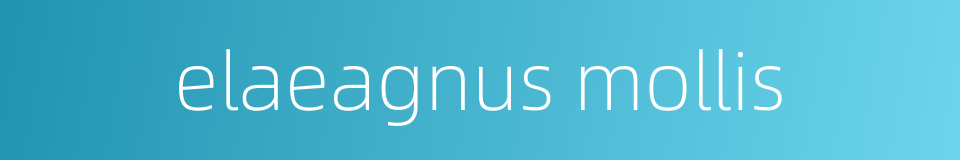 elaeagnus mollis的同义词