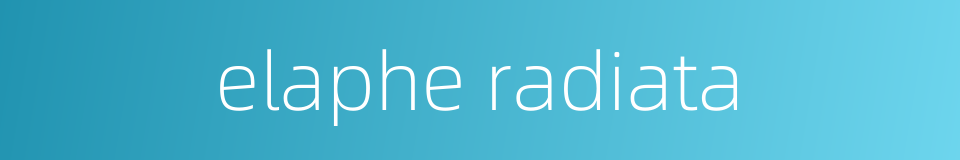elaphe radiata的同义词
