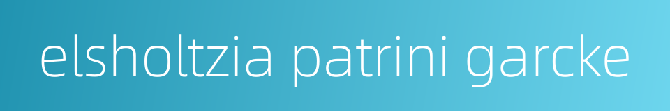 elsholtzia patrini garcke的同义词