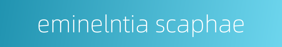 eminelntia scaphae的同义词