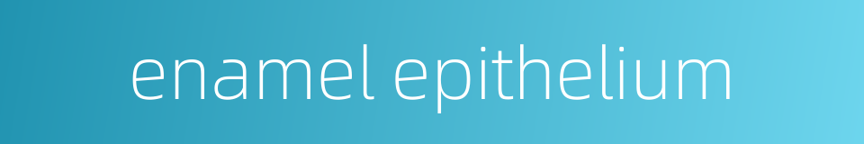 enamel epithelium的同义词
