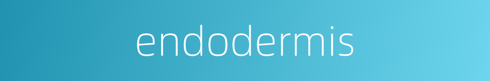 endodermis的同义词
