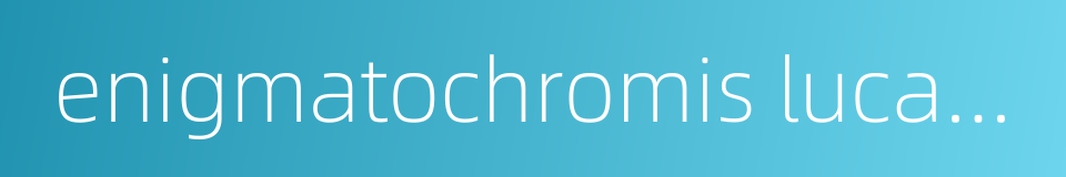 enigmatochromis lucanusi的同义词