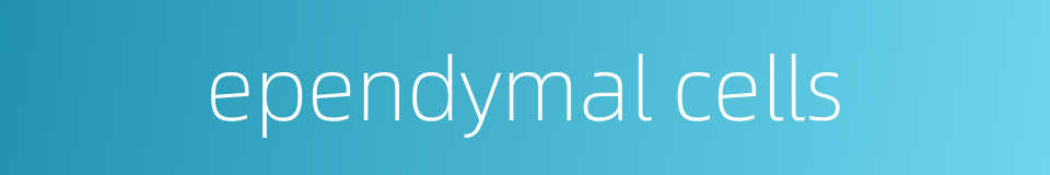 ependymal cells的同义词