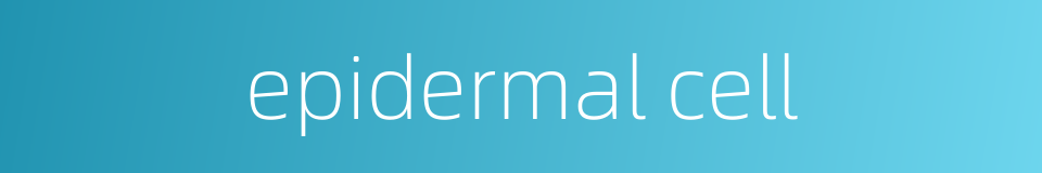 epidermal cell的同义词