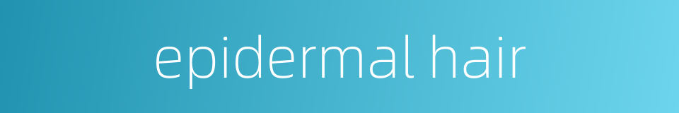 epidermal hair的同义词