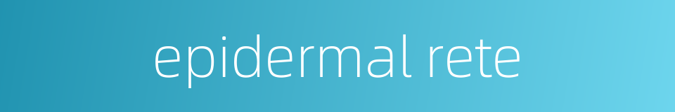 epidermal rete的同义词