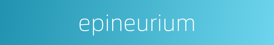 epineurium的同义词