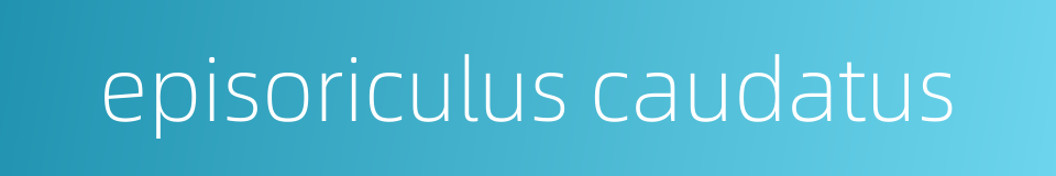 episoriculus caudatus的同义词