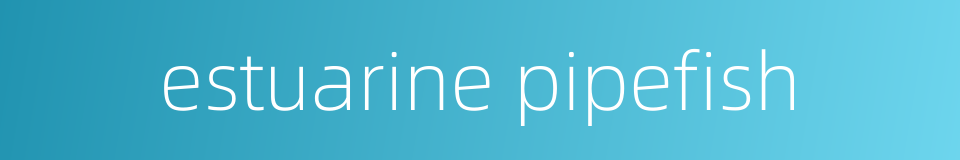 estuarine pipefish的同义词