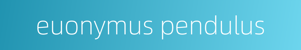 euonymus pendulus的同义词
