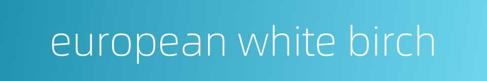 european white birch的同义词