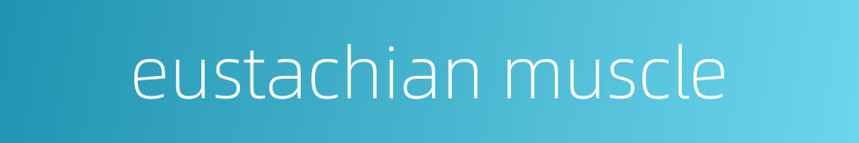eustachian muscle的同义词